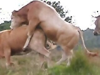 XXX bestiality zoo porn