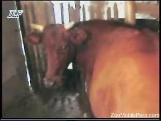 Man hard fucks cow and enjoys the pussy in great modes