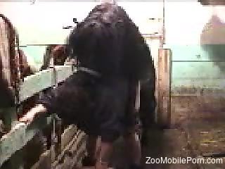 horse's huge dick slides down mature's pussy like a charm