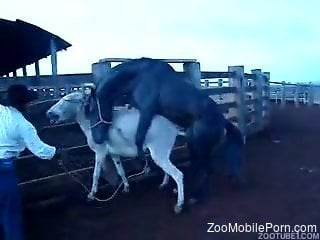 Stallion fucks donkey while horny man stands and watches