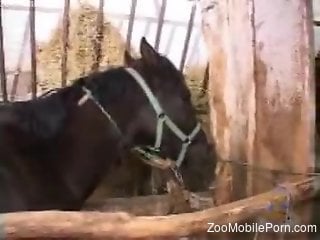 Lesbians are using the horse as their new sexual toy