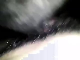 Dude with a hairy cock fucking a sexy black dog