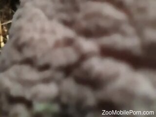 Horny man inserts cock in dirty sheep pussy for merciless sex
